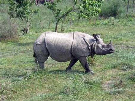 चितवनमा गैँडाको आक्रमणबाट एकजनाको मृत्यु